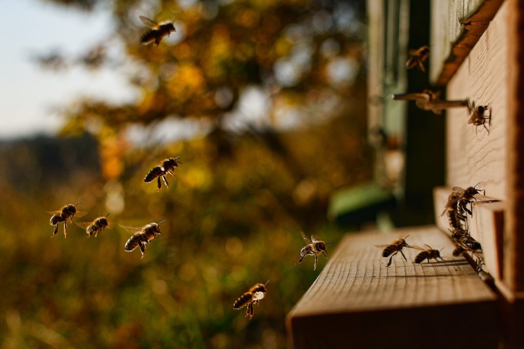 Emplacement des ruches