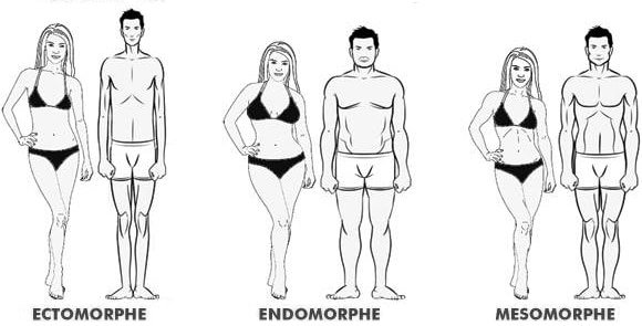 Les 3 morphotypes : ectomorhe, endomorphe et mésomorphe